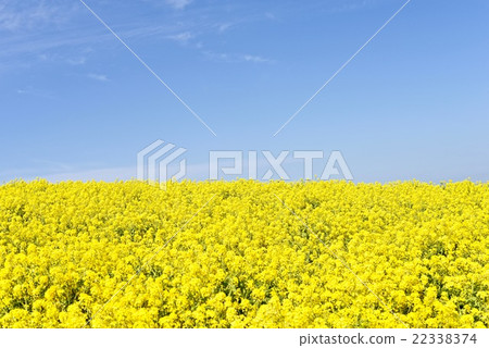 Rapeseed field of one side seen at the flower-bridge in Awaji Island Rapeseed field of one side seen at the flower-bridge in Awaji Island 22338374