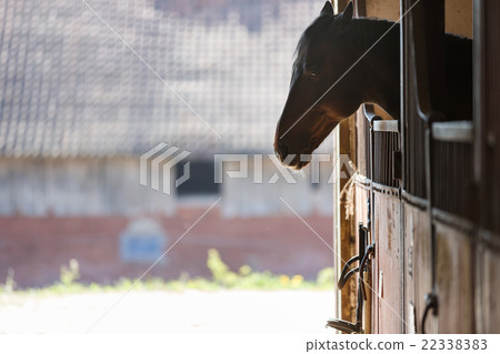 Horse in a stall 22338383