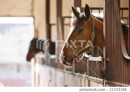 Horse in a stall 22338386