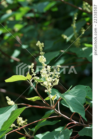 Akameka Akamegasiwa The flower language is "clear heart" 22338507