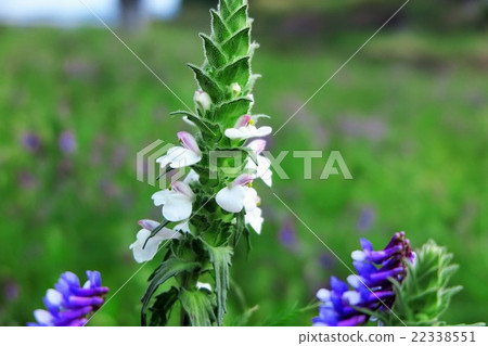 Wild flowers "White flower hiki mugwort" Yodogawa riverbed: Hirakata, Osaka 22338551