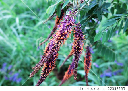 Field flower "Itachihagi" Yodogawa riverbed: Hirakata, Osaka 22338565
