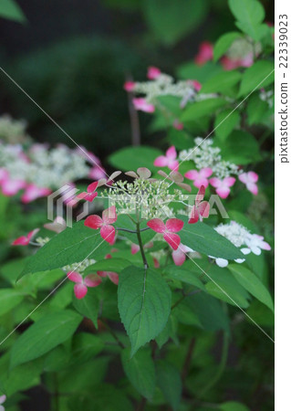 山繡球花Kurenai花語言是“少女的愛” 山繡球花Kurenai花語言是“少女的愛” 22339023