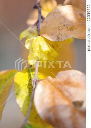 Sosin Ryubai 22339221