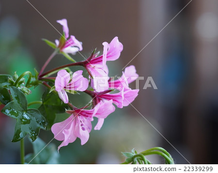 Ivy geranium flowers wet in the rain 22339299