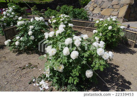 國寶珍品松本城小笠原牡丹由於小笠原先生在戰國時期委託他的士兵，也被Masaru Saki的白牡丹稱為“白色的上帝之樹” 22339453