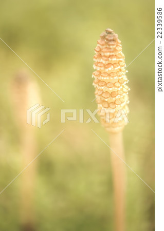 老Tsukushi 老Tsukushi 22339586