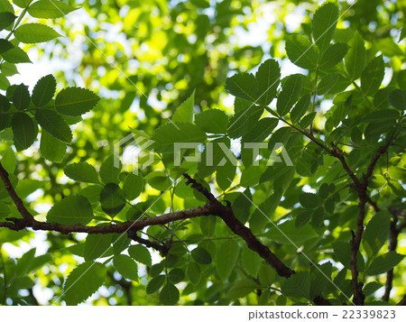 Fresh green and sunbeams Fresh green and sunbeams 22339823