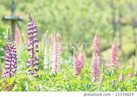 Lupine Lupine 22339824