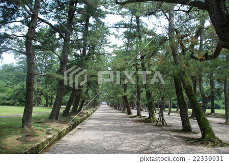 The approach of Izumo Taisha Shrine (Izumo City Shimosa Town, Shimane prefecture) 22339931