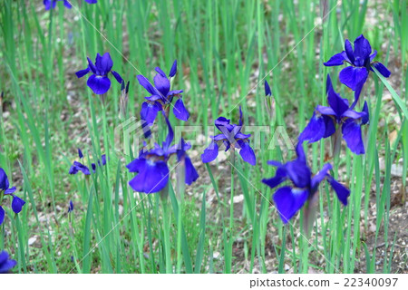 Flower 'Ayame' Yamadake park: Osaka prefecture Hirakata Flower 'Ayame' Yamadake park: Osaka prefecture Hirakata 22340097