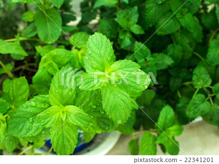 Closeup of fresh mint plant leaves with water 22341201