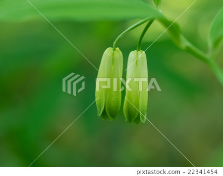 馬鱈魚自然地生長在初夏森林裡 22341454