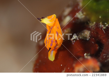 馬達拉豆章魚 馬達拉豆章魚 22341869
