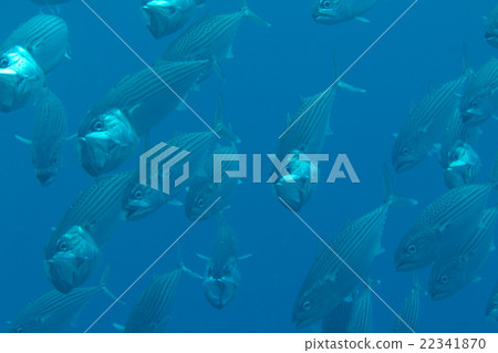 印度鯖魚 印度鯖魚 22341870