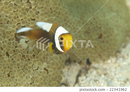 Touaka Anemonefish Touaka Anemonefish 22341962