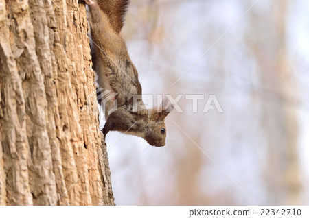 春天Ezolith 春天Ezolith 22342710