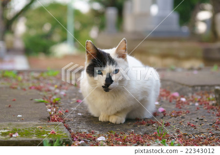Cat Cat 22343012