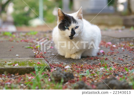 Cat Cat 22343013