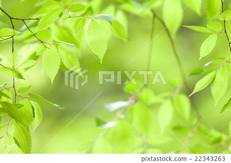 Fresh fresh green image material Fresh fresh green image material 22343263