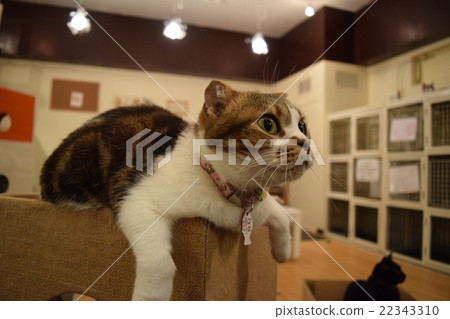 Cum-eye cat, chan Cum-eye cat, chan 22343310