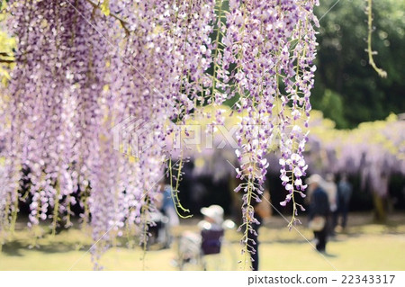紫藤花 紫藤花 22343317