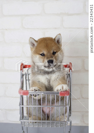 Shopping Cart Quietly Sitting Bean Bush Dog Stock Photo