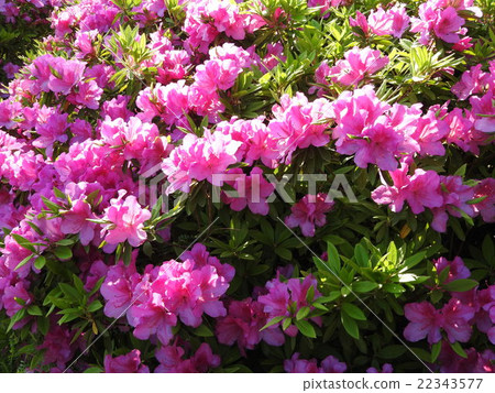 The flower language is "pleasure of being... - Stock Photo [22343577] -  PIXTA