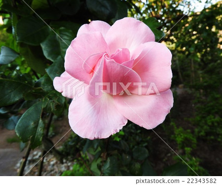 Hybrid - tea rose characterized by vivid pink color. Hybrid - tea rose characterized by vivid pink color. 22343582