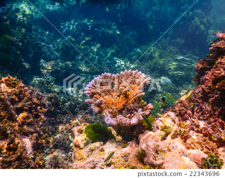 Underwater Coral Reef and Tropical Fish in Ocean Underwater Coral Reef and Tropical Fish in Ocean 22343696