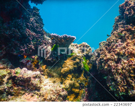 Underwater Coral Reef and Tropical Fish in Ocean Underwater Coral Reef and Tropical Fish in Ocean 22343697