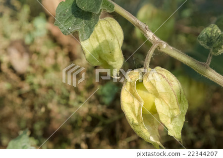 Cape Gooseberry (Physalis peruviana) Cape Gooseberry (Physalis peruviana) 22344207