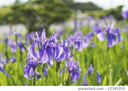 鳶尾花 22345050
