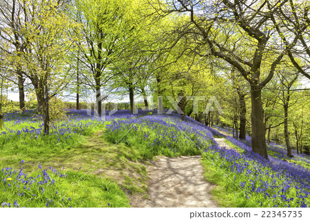 Walking path English countryside bluebells woods 22345735