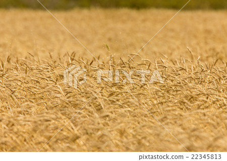 Wheat Field 22345813