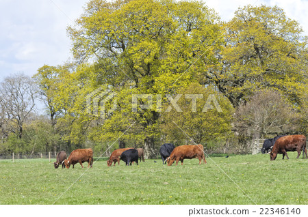 Red and black cows grazing on spring grass meadow 22346140
