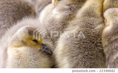 Canada Goose Chicks Canada Goose Chicks 22346682