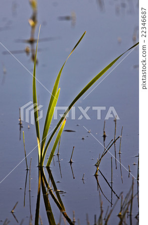 Weed Reflection in Water 22346687