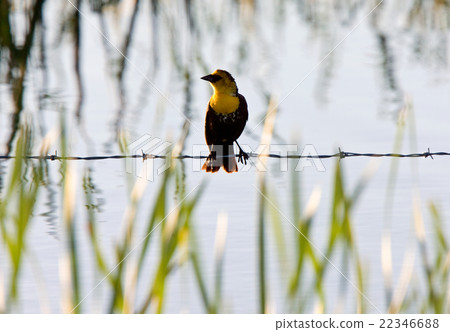 female yellow headed blackbird female yellow headed blackbird 22346688