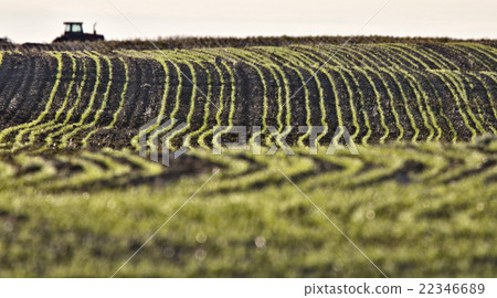 Farming Rows seeds plalnted Farming Rows seeds plalnted 22346689