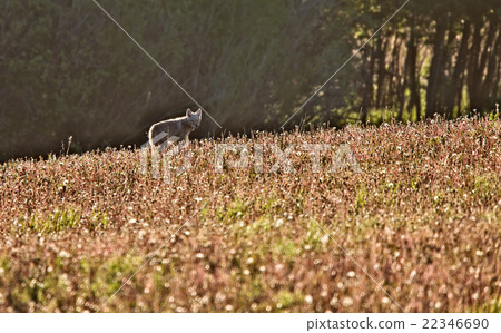 Coyote in Meadow Coyote in Meadow 22346690