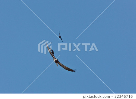 Swainson Hawk attacked by Black Birds Swainson Hawk attacked by Black Birds 22346716