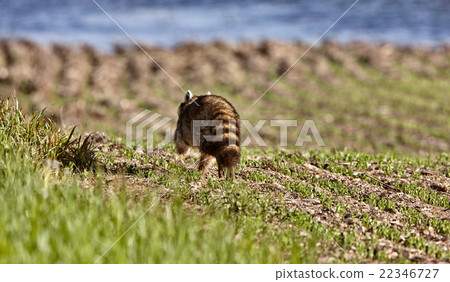 Racoon Walking on Farmland 22346727