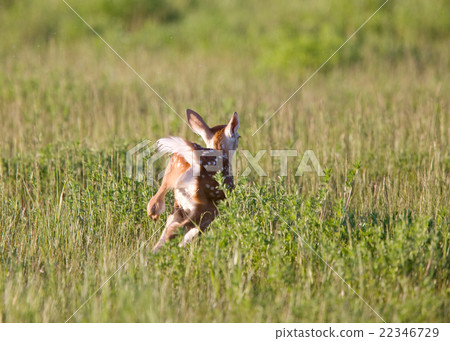Young Fawn running in a field Young Fawn running in a field 22346729
