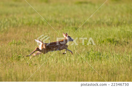 Young Fawn running in a field Young Fawn running in a field 22346730