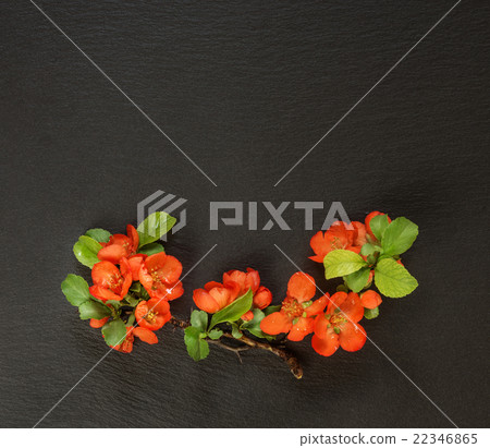 Chaenomeles flowers on a black background Chaenomeles flowers on a black background 22346865