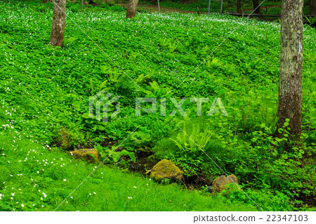 Himekawa源流 22347103