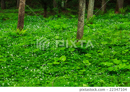 Himekawa源流 Himekawa源流 22347104