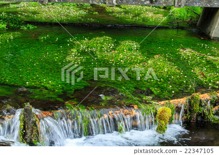 Himekawa源流 22347105