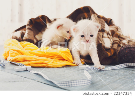 White Newborn kittens in a plaid blanket 22347334